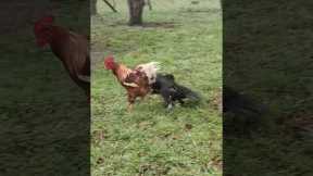 Kiko the Duck and Galeon the rooster's daily showdown