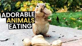 The Worlds CUTEST Animals - Eating Their Food | Top 37 Moments