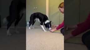 Clever dog practises for world record by putting coins inside a bottle