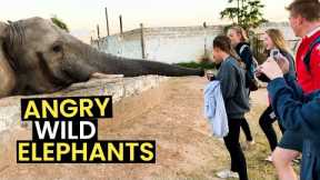 Angry WILD Elephants Caught On Camera | TOP 15