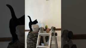 Nosy cat disrupts DIY work