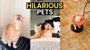 UNMISSABLE Pet Moments Caught On Camera | Top 26 Pets