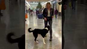 Dog and owner practice impressive routine