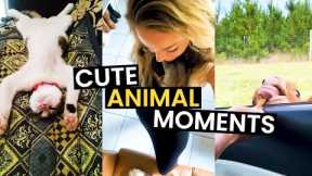 Cute Animal Moments | TOP 27 Cute Animals