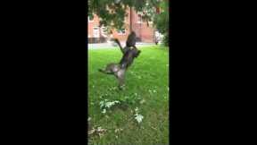 Dog shows off his aerial skills on a tree