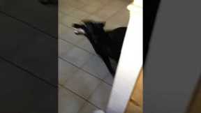Black Lab Pup Zoomies Through Kitchen
