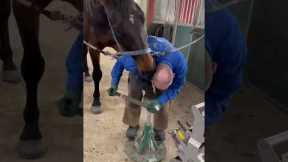 Horse Nibbles Farrier's Head