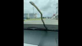 Unexpected encounter: snake slithers across windshield during drive to visit hospital