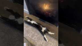 What a life! Cat chills by toasty fire place