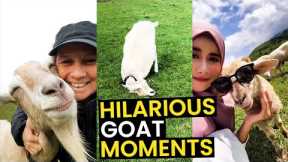 TOP 26 Hilarious Goat Moments | The FUNNIEST Goats On Camera