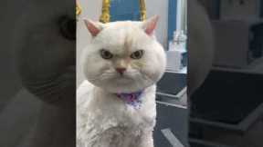Pet cat looks FURIOUS with his new hair cut