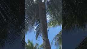 Skilful cat climbs up coconut tree on beach