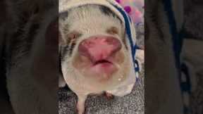 Pet Pig Loves Receiving Affection