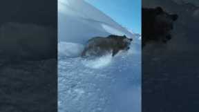 Majestic bear braves the deep snow