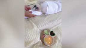 Pampered pet dog has spa with cucumbers on her eyes