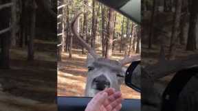 Friendly Mule Deer Buck Approaches Car