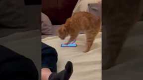 Cat furiously paws at phone screen