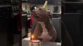 Excited dog enjoys birthday celebration