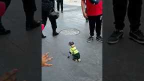 Tiny Police Dog Cleans Up the Streets