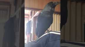 Crow's playful antics