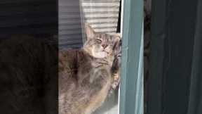 Cat Takes Awkward Window Nap