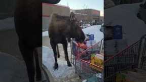 Massive moose tries to eat woman's food shop!