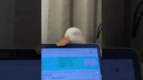 Pet duck falls asleep on owner's laptop