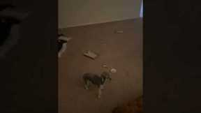 Tiny dog excitedly shows owner the tiny mess