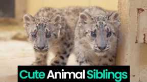 Siblings Love: Heartwarming Bond Between Cute Animal Siblings