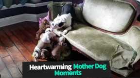 Heartwarming Mother Dog Moments