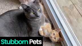 The Most Stubborn Pets Caught on Camera