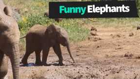 Funny Elephants Compilation