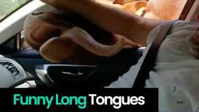 Hilarious Animal Tongues: Long, Silly, & Strange!
