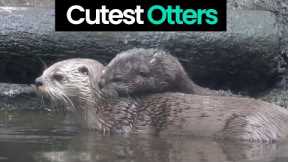 Otterly Adorable: The Cutest Otters on the Internet