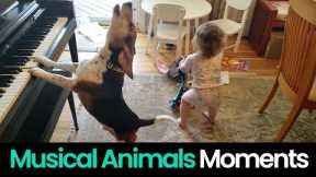 Musical Talent: Animals that are Rock Stars