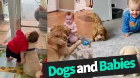 Cuteness Overload: Dogs and Babies