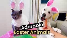 Adorable Easter Animals
