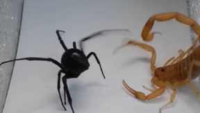 Scorpion vs Spider, Crab, Praying Mantis, Camel Spider, Hornet and even a Hedgehog