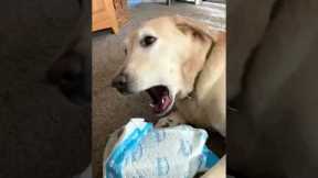 Dog Doesn't Want Help Opening Package