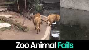 Zoo Bloopers: The Funniest Animal Fails