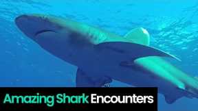 Amazing Shark Encounters: Must-See Ocean Footage