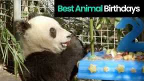 Best Animal Birthday Celebrations