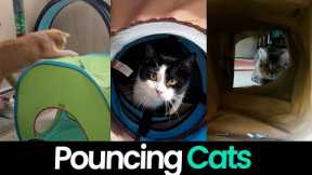 Purrfect Pounces: Cats Leaping, Pouncing and Playing