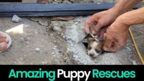 Paws of Hope: Amazing Puppy Rescues