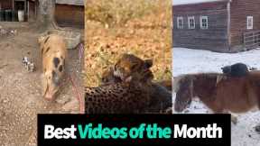 Best Animal Videos of the Month