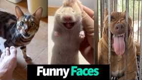 Hilarious Pet Reactions: Funny Animal Faces Compilation
