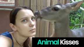 Animals Show Affection with Humans