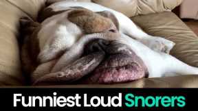 Funny Sleeping Pets: Animals Caught in Hilariously Loud Snores