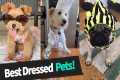 Animal Costumes: Best Dressed Pets