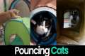 Purrfect Pounces: Cats Leaping,